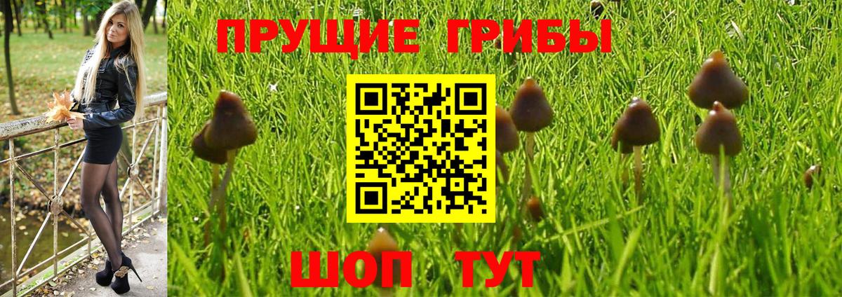 Псилоцибиновые грибы Psilocybine cubensis  где найти   Дальнегорск 